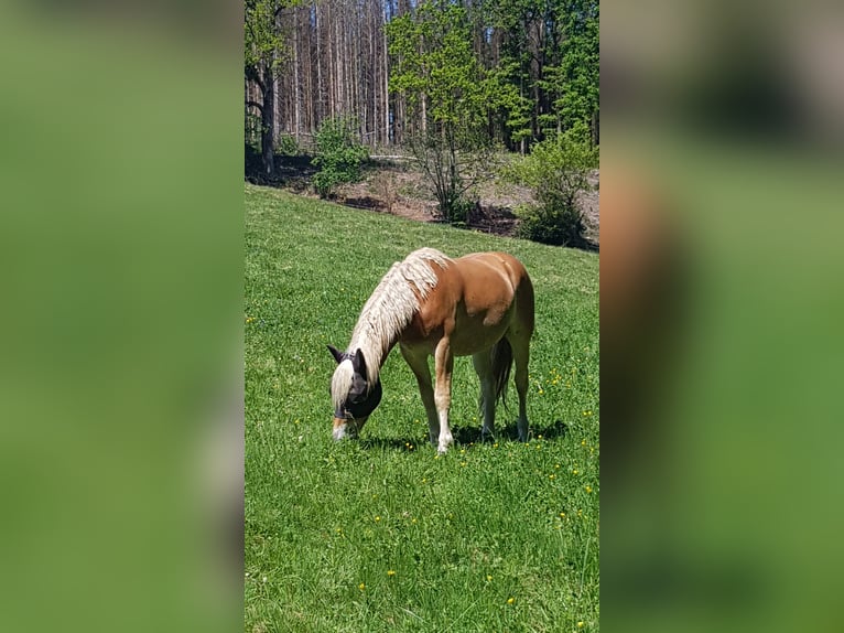 Haflinger Wallach 2 Jahre 158 cm in Wipperf&#xFC;rth
