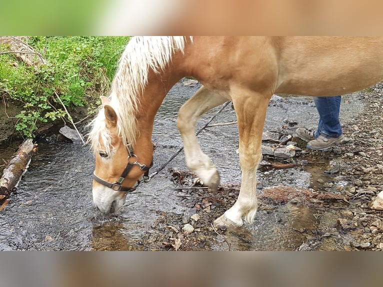 Haflinger Wallach 2 Jahre 158 cm in Wipperf&#xFC;rth