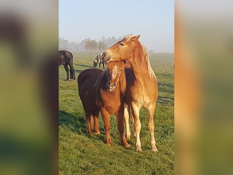 Haflinger Wallach 2 Jahre 158 cm in Wipperf&#xFC;rth