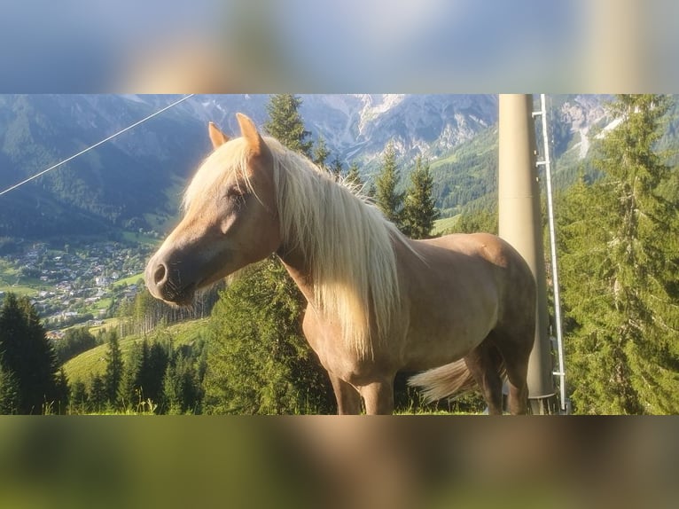 Haflinger Wallach 2 Jahre Dunkelfuchs in Saalfelden