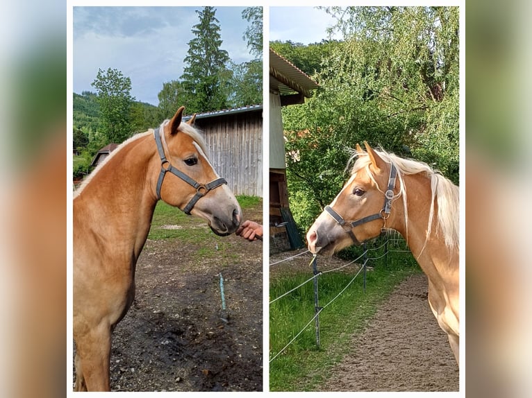 Haflinger Wallach 2 Jahre in Attersee am Attersee
