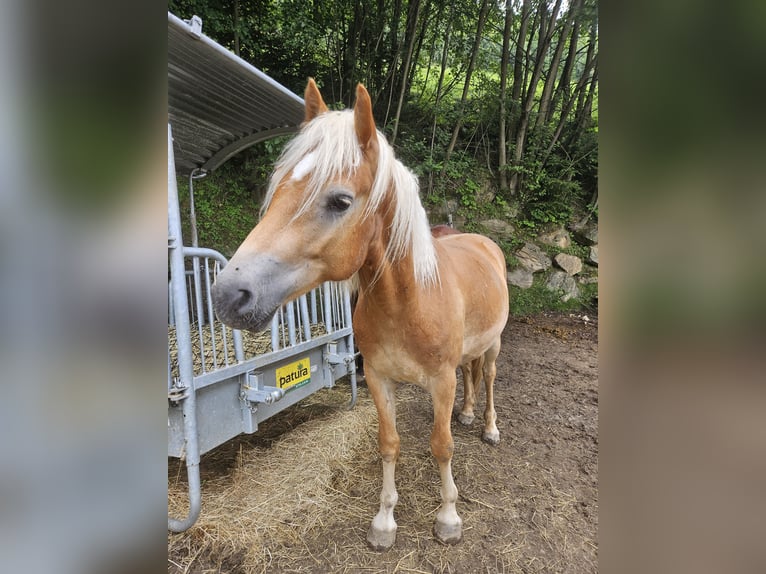 Haflinger Wallach 2 Jahre in Greith