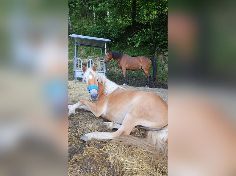 Haflinger Wallach 2 Jahre in Greith