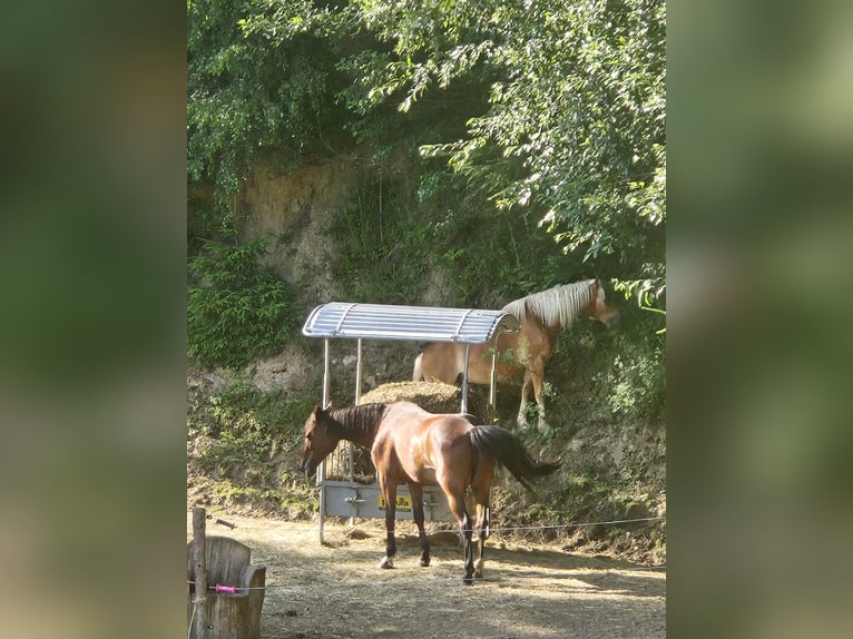 Haflinger Wallach 2 Jahre in Greith