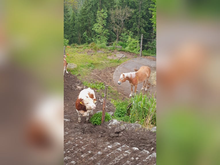 Haflinger Wallach 2 Jahre in Greith