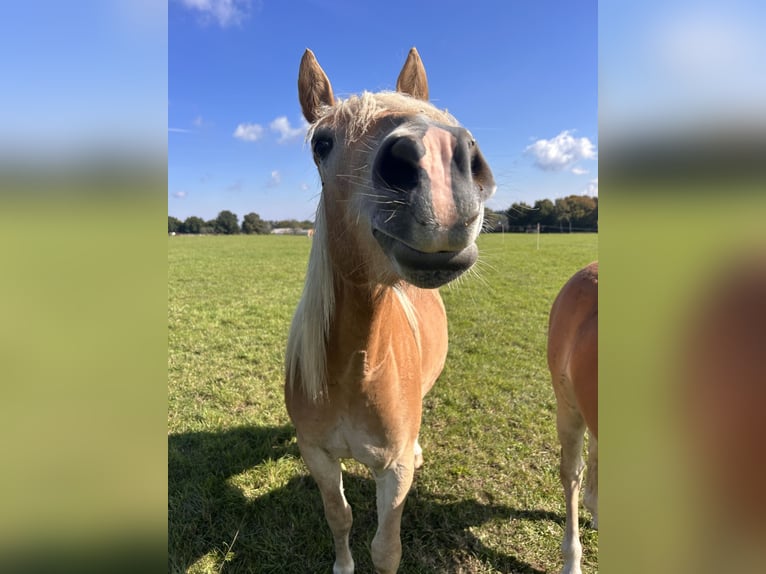 Haflinger Wallach 2 Jahre Fuchs in H&#xFC;rtgenwald