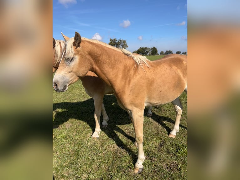 Haflinger Wallach 2 Jahre Fuchs in H&#xFC;rtgenwald