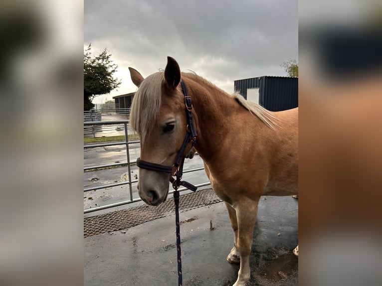 Haflinger Wallach 2 Jahre Fuchs in H&#xFC;rtgenwald