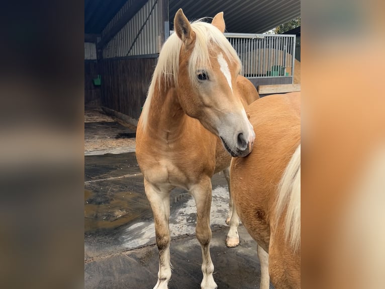Haflinger Wallach 2 Jahre Fuchs in H&#xFC;rtgenwald