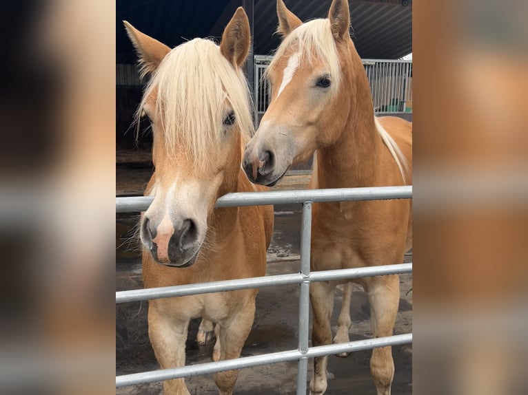 Haflinger Wallach 2 Jahre Fuchs in H&#xFC;rtgenwald