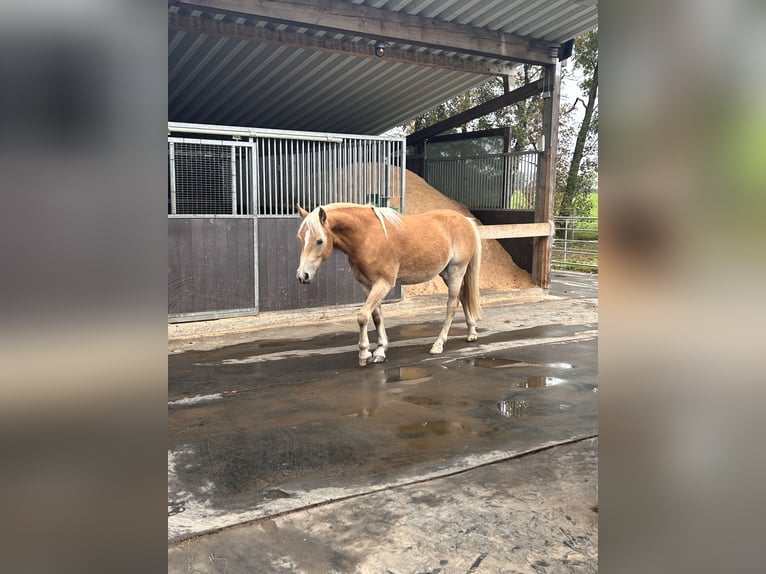Haflinger Wallach 2 Jahre Fuchs in H&#xFC;rtgenwald