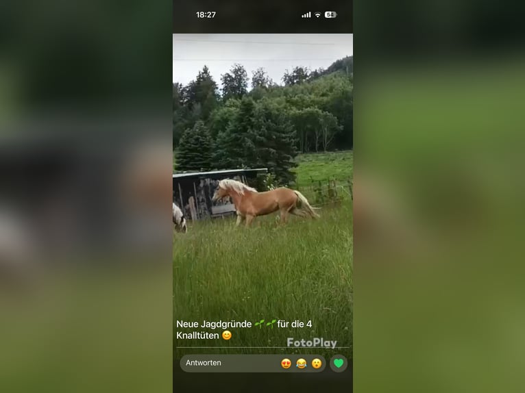 Haflinger Wallach 2 Jahre Fuchs in Olsberg