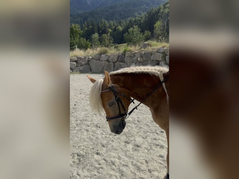 Haflinger Wallach 3 Jahre 130 cm Fuchs in Bürs