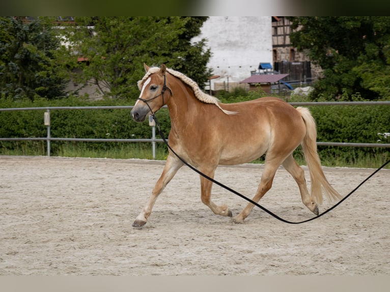 Haflinger Wallach 3 Jahre 140 cm Fuchs in Ebern