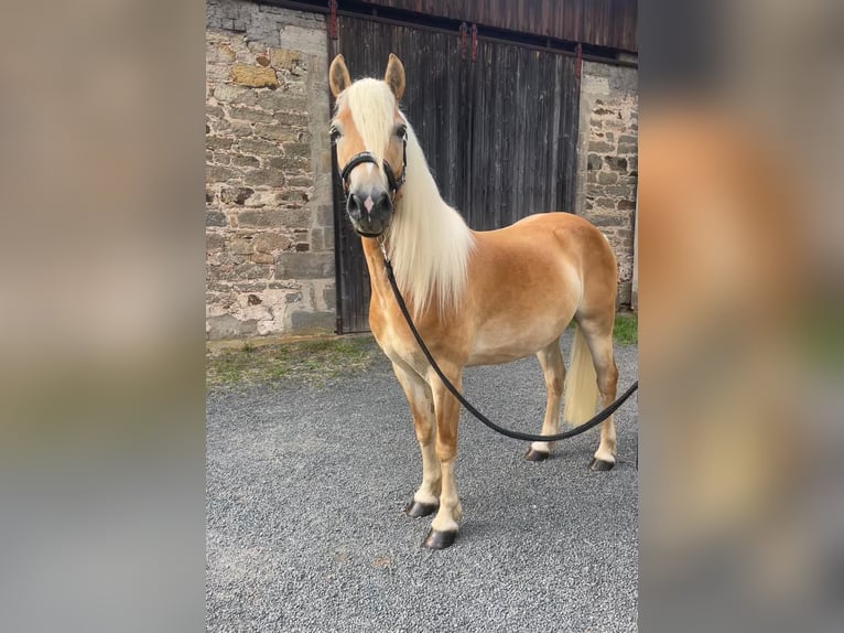 Haflinger Wallach 3 Jahre 140 cm Fuchs in Ebern