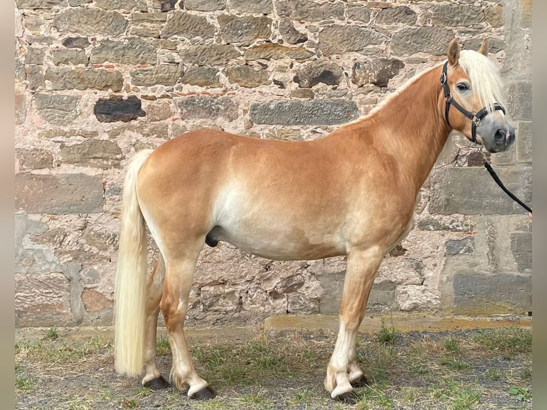 Haflinger Wallach 3 Jahre 140 cm Fuchs in Ebern
