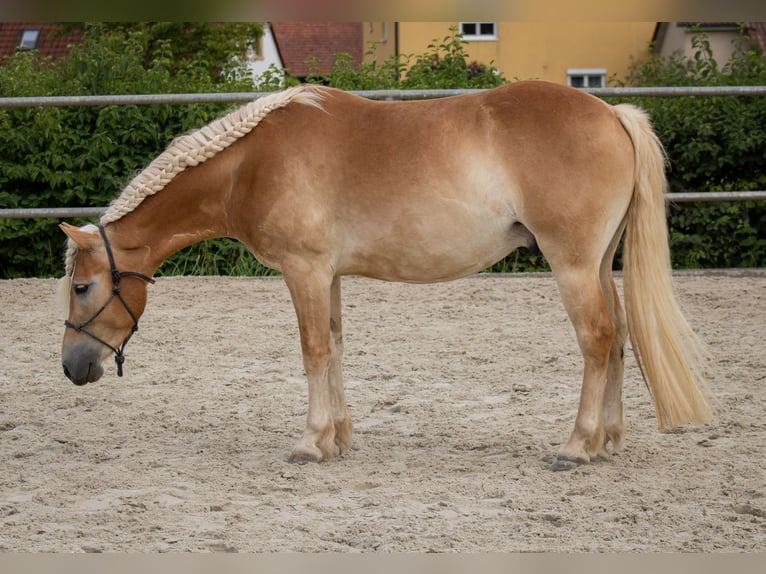 Haflinger Wallach 3 Jahre 140 cm Fuchs in Ebern