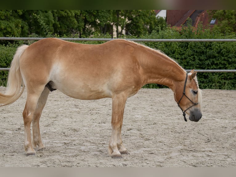 Haflinger Wallach 3 Jahre 140 cm Fuchs in Ebern