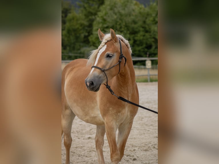Haflinger Wallach 3 Jahre 140 cm Fuchs in Ebern