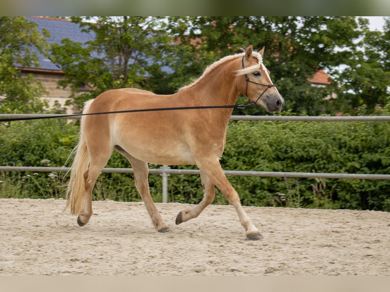 Haflinger Wallach 3 Jahre 140 cm Fuchs in Ebern