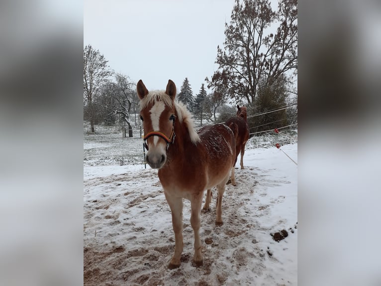 Haflinger Wallach 3 Jahre 140 cm Fuchs in Ebern