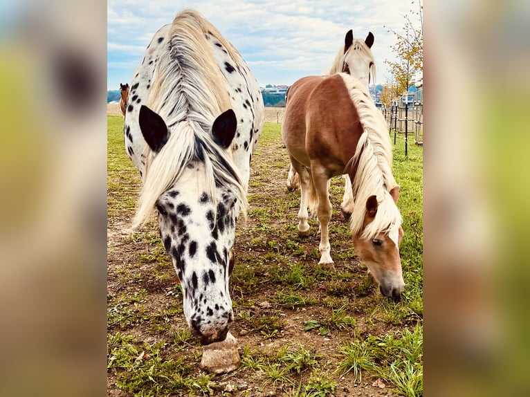 Haflinger Wallach 3 Jahre 140 cm Fuchs in Sierning