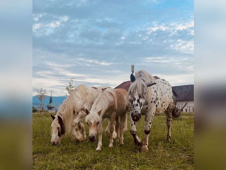 Haflinger Wallach 3 Jahre 140 cm Fuchs in Sierning