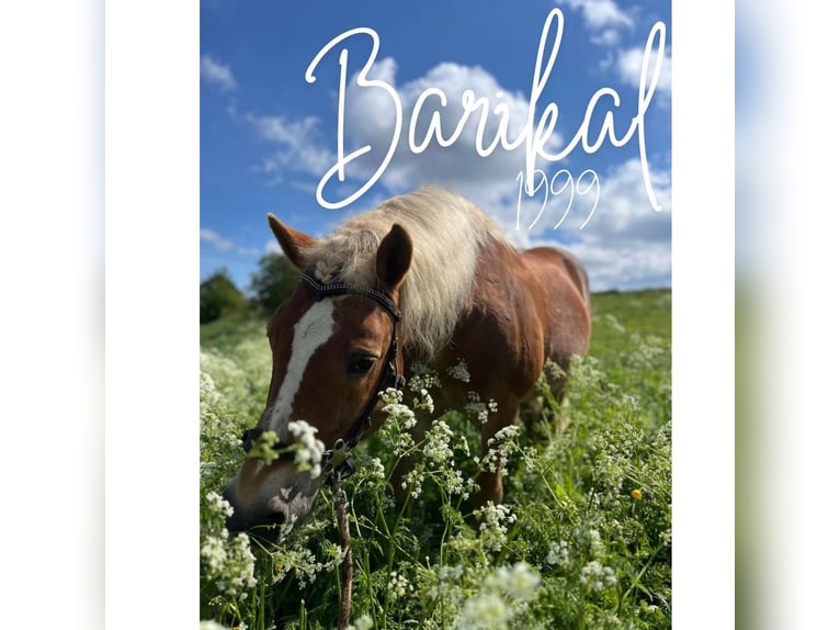 Haflinger Wallach 3 Jahre 140 cm Fuchs in Sierning