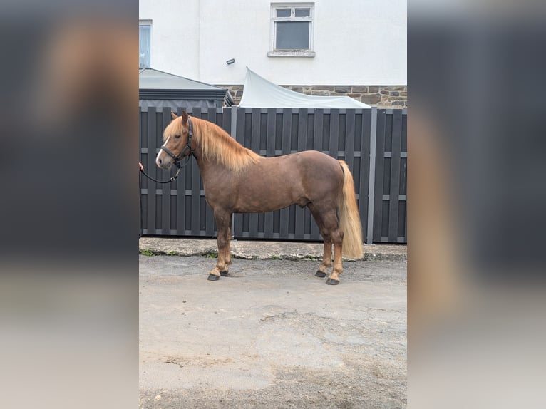 Haflinger Mix Wallach 3 Jahre 143 cm Dunkelfuchs in Morsbach