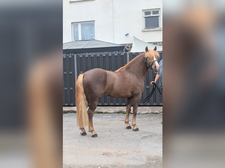 Haflinger Mix Wallach 3 Jahre 143 cm Dunkelfuchs in Morsbach
