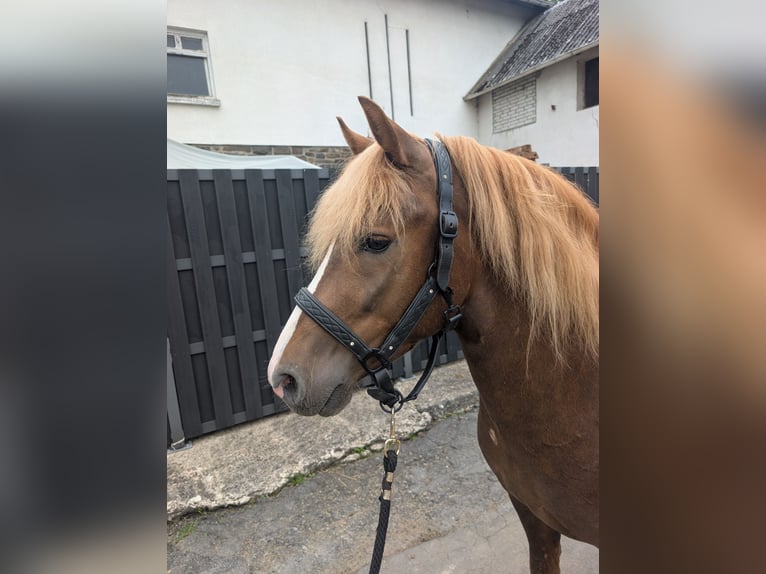 Haflinger Mix Wallach 3 Jahre 143 cm Dunkelfuchs in Morsbach