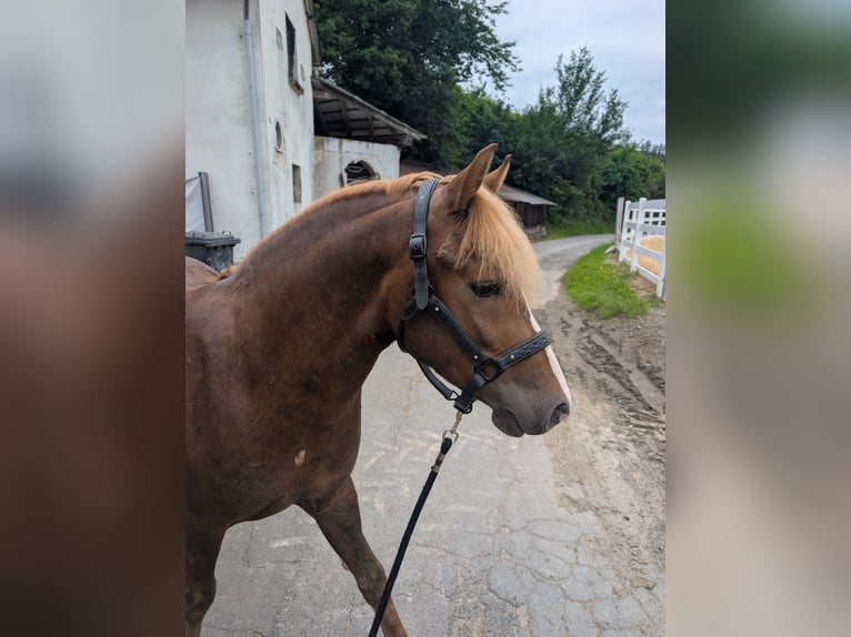 Haflinger Mix Wallach 3 Jahre 143 cm Dunkelfuchs in Morsbach