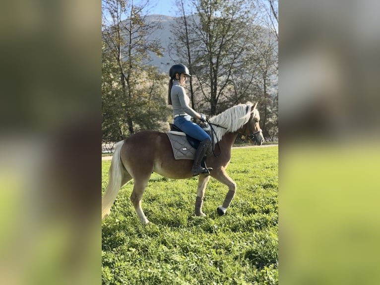 Haflinger Wallach 3 Jahre 143 cm Palomino in Boccaleone Haflinger Wallach 3 Jahre 143 cm Palomino in Boccaleone