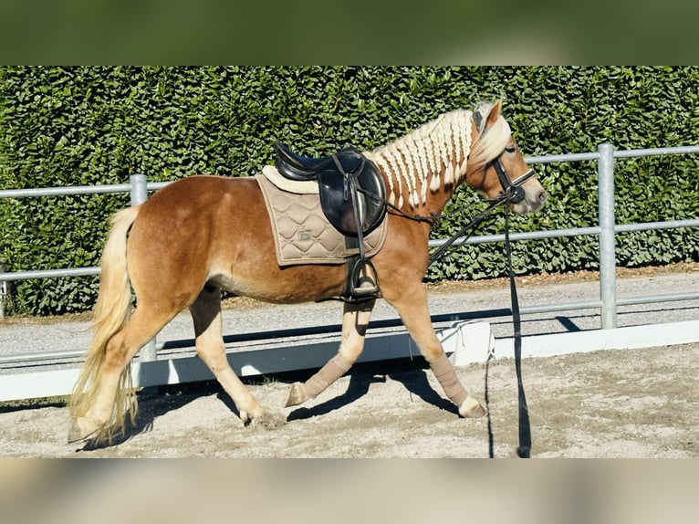 Haflinger Wallach 3 Jahre 143 cm Palomino in Boccaleone Haflinger Wallach 3 Jahre 143 cm Palomino in Boccaleone