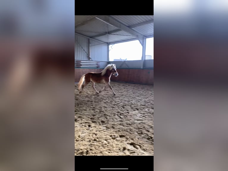 Haflinger Wallach 3 Jahre 145 cm Falbe in Brackenheim