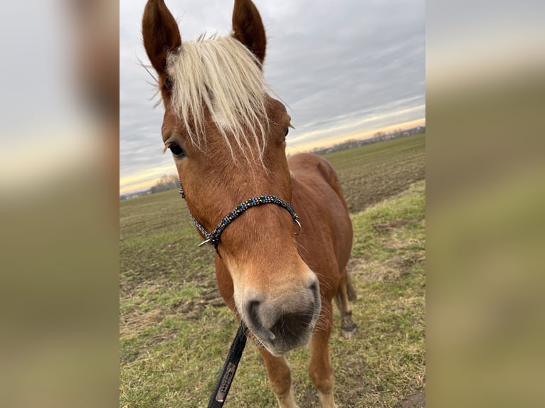 Haflinger Mix Wallach 3 Jahre 145 cm in Groitzsch