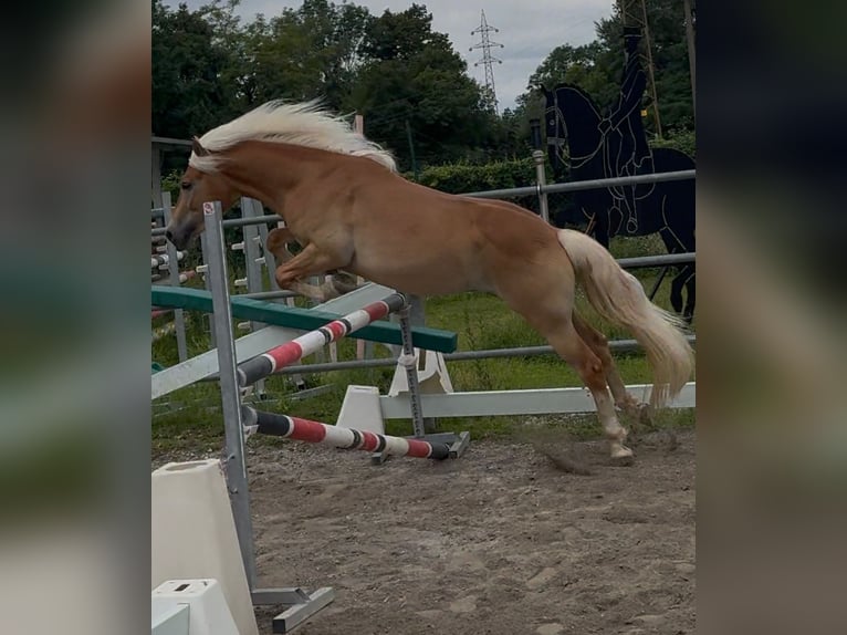 Haflinger Wallach 3 Jahre 145 cm Fuchs in Bergamo