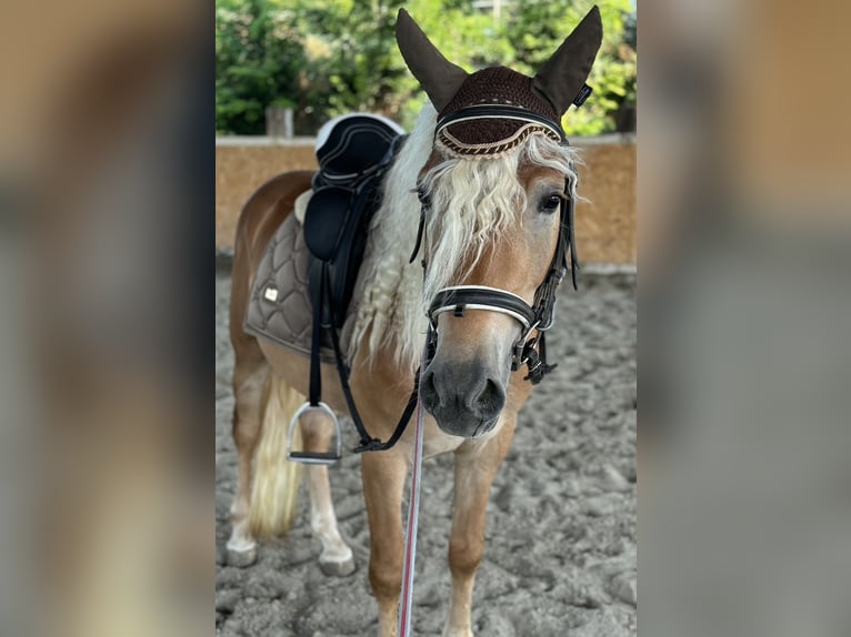 Haflinger Wallach 3 Jahre 145 cm Fuchs in Bergamo