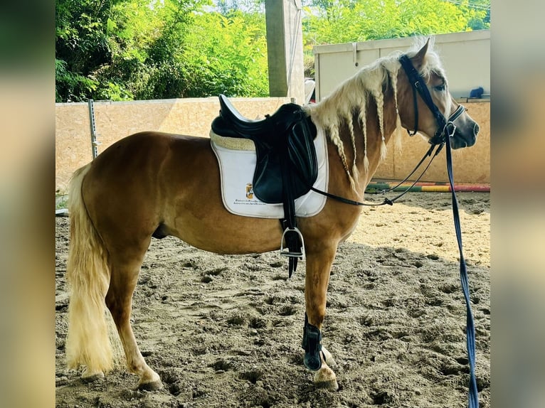 Haflinger Wallach 3 Jahre 145 cm Fuchs in Bergamo