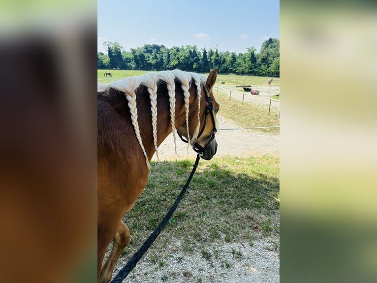 Haflinger Wallach 3 Jahre 145 cm Fuchs in Bergamo