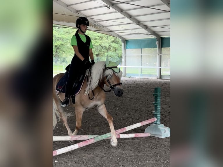 Haflinger Wallach 3 Jahre 145 cm Fuchs in Bergamo