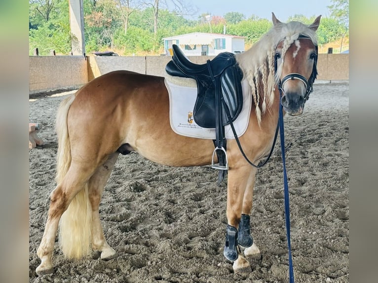 Haflinger Wallach 3 Jahre 145 cm Fuchs in Bergamo