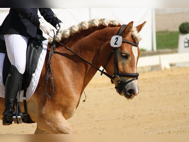 Haflinger Wallach 3 Jahre 145 cm Fuchs in Wienerbruck