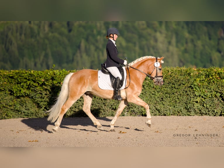 Haflinger Wallach 3 Jahre 145 cm Fuchs in Wienerbruck