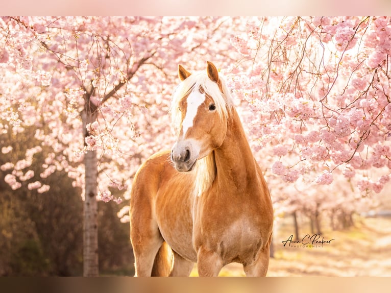 Haflinger Wallach 3 Jahre 145 cm Fuchs in Wasb&#xFC;ttel