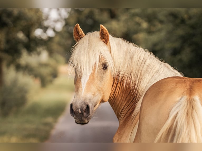 Haflinger Wallach 3 Jahre 145 cm Fuchs in Wasb&#xFC;ttel