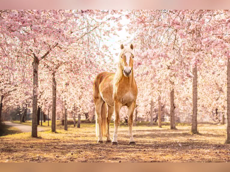 Haflinger Wallach 3 Jahre 145 cm Fuchs in Wasb&#xFC;ttel