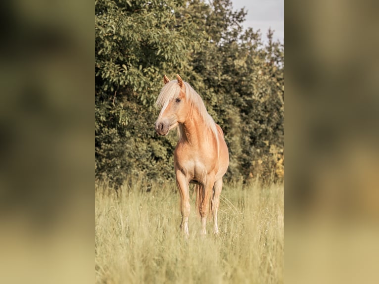 Haflinger Wallach 3 Jahre 145 cm Fuchs in Wasb&#xFC;ttel