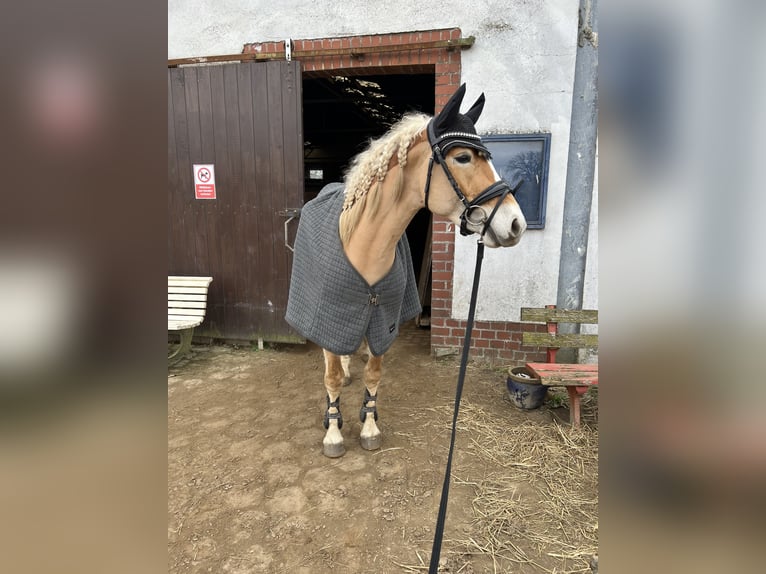 Haflinger Wallach 3 Jahre 145 cm Fuchs in Wasb&#xFC;ttel