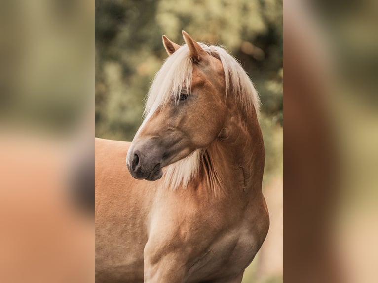 Haflinger Wallach 3 Jahre 145 cm Fuchs in Wasb&#xFC;ttel